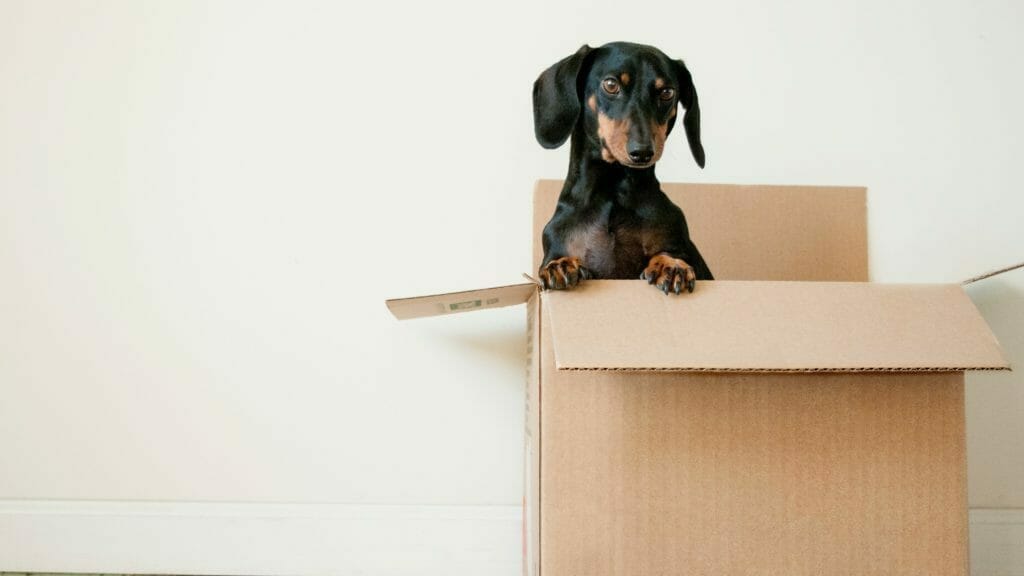 Leaving Germany: Moving abroad with pets. Deregister your residence